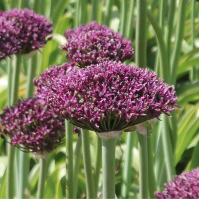 Аллиум Меджик Аллиум Меджик - Dolina-Sad.Ru