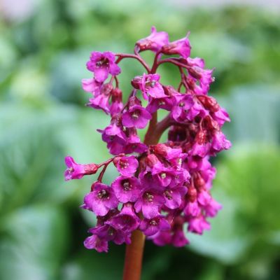 Бадан Абендглют Бадан Абендглют - Dolina-Sad.Ru