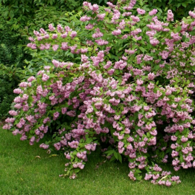 Дейция пурпурная Калмифлора Дейция пурпурная Калмифлора фото