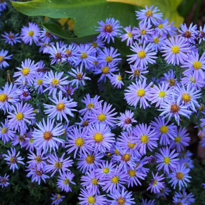 Астра Блю фото