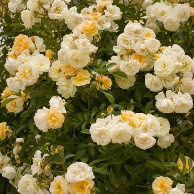 Роза Гислен де Фелигонд Роза Гислен де Фелигонд - Dolina-Sad.Ru