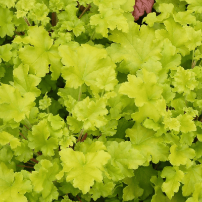 Гейхера Лайм Мармелад , С1,5 Гейхера Лайм Мармелад , С1,5 фото