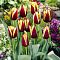 Тюльпан Гавота Тюльпан Гавота фото