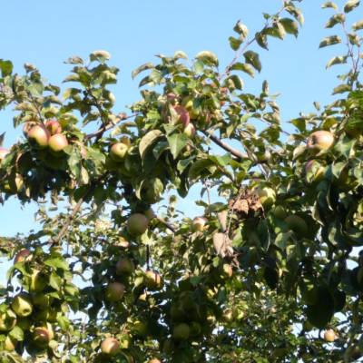 Яблоня Память Сикоры/Зимняя Яблоня Память Сикоры/Зимняя фото