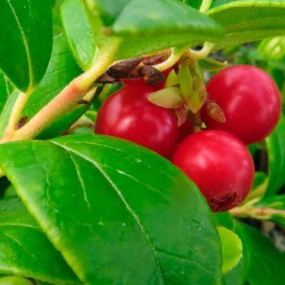 Брусника садовая Ред Перл Брусника садовая Ред Перл - Dolina-Sad.Ru