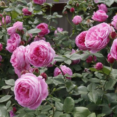 Роза Луис Одьер - Dolina-Sad.Ru