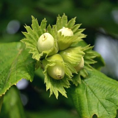 Лещина Фертиль де Коутард - Dolina-Sad.Ru