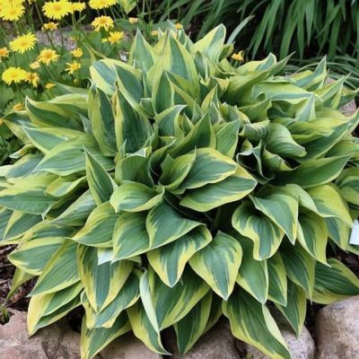 Хоста Волверайн , C2 Хоста Волверайн , C2 фото