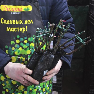 Роза Барбара Хендрикс Роза Барбара Хендрикс фото