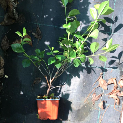 Вишня Облачинская Вишня Облачинская - Dolina-Sad.Ru