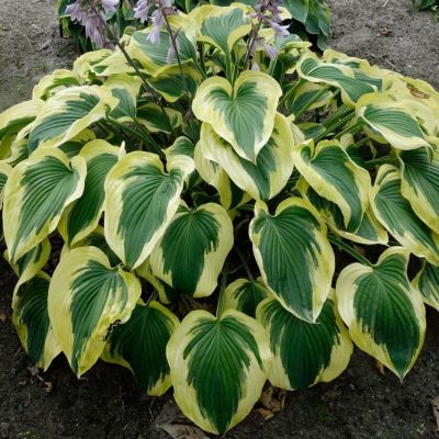 Хоста Броад Банд Хоста Броад Банд - Dolina-Sad.Ru