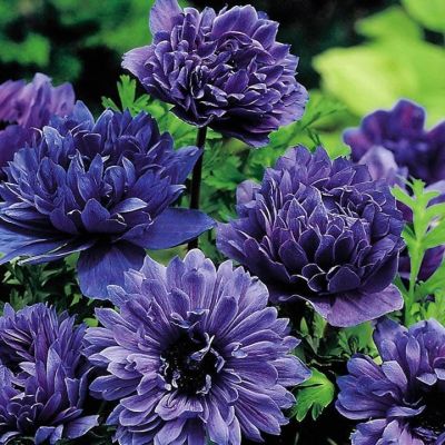 Анемона Лорд Лейтенант фото