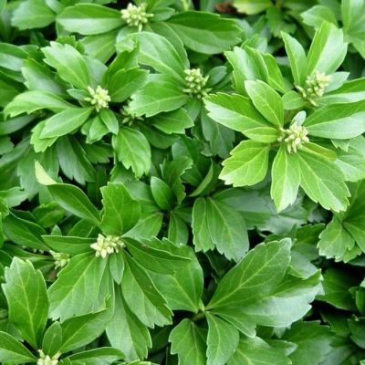 Пахизандра верхушечная Грин Карпет, С3 Пахизандра верхушечная Грин Карпет, С3 - Dolina-Sad.Ru