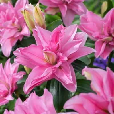 Лилия Роузлили Эдита Лилия Роузлили Эдита - Dolina-Sad.Ru