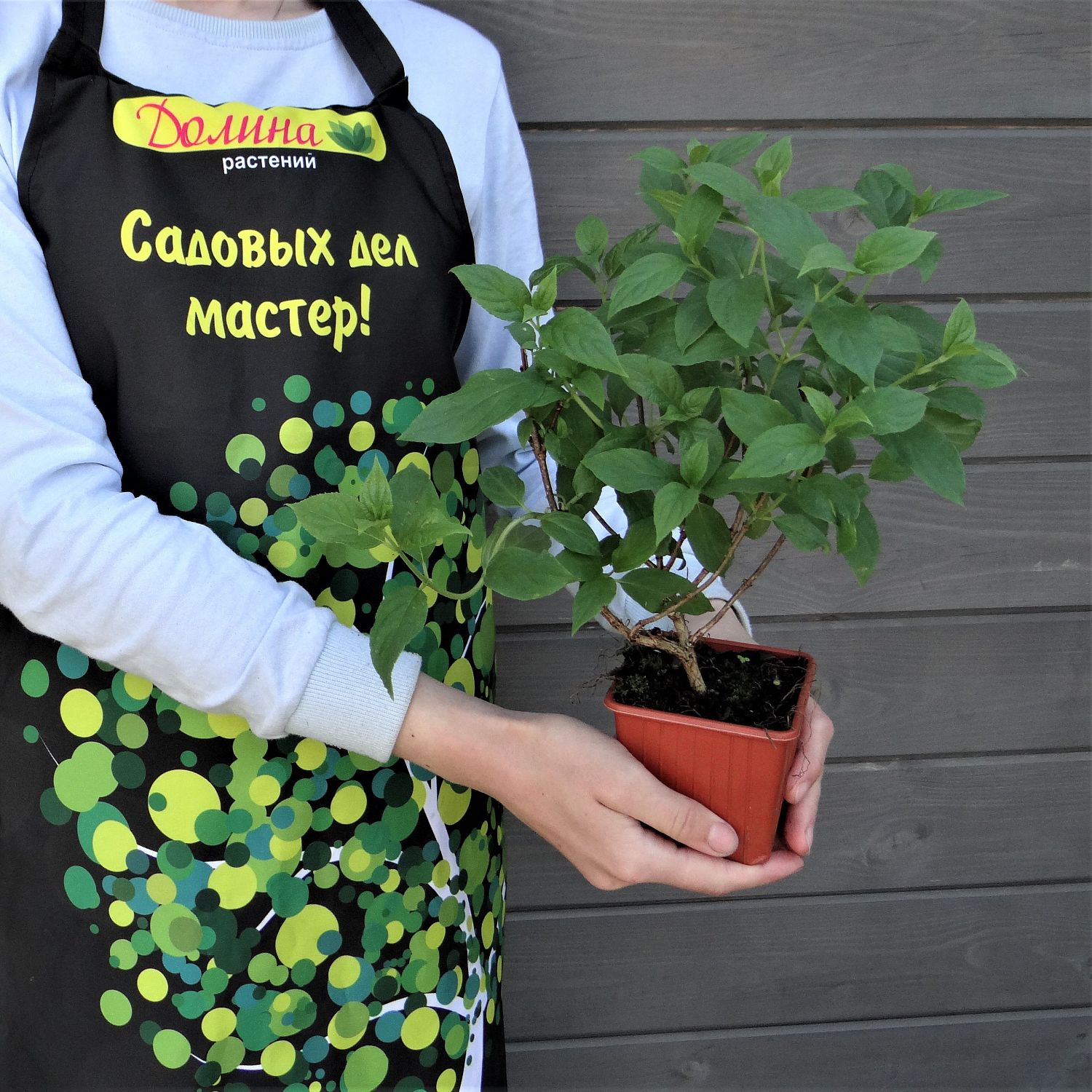 Гортензия метельчатая Литл Лайм Гортензия метельчатая Литл Лайм фото