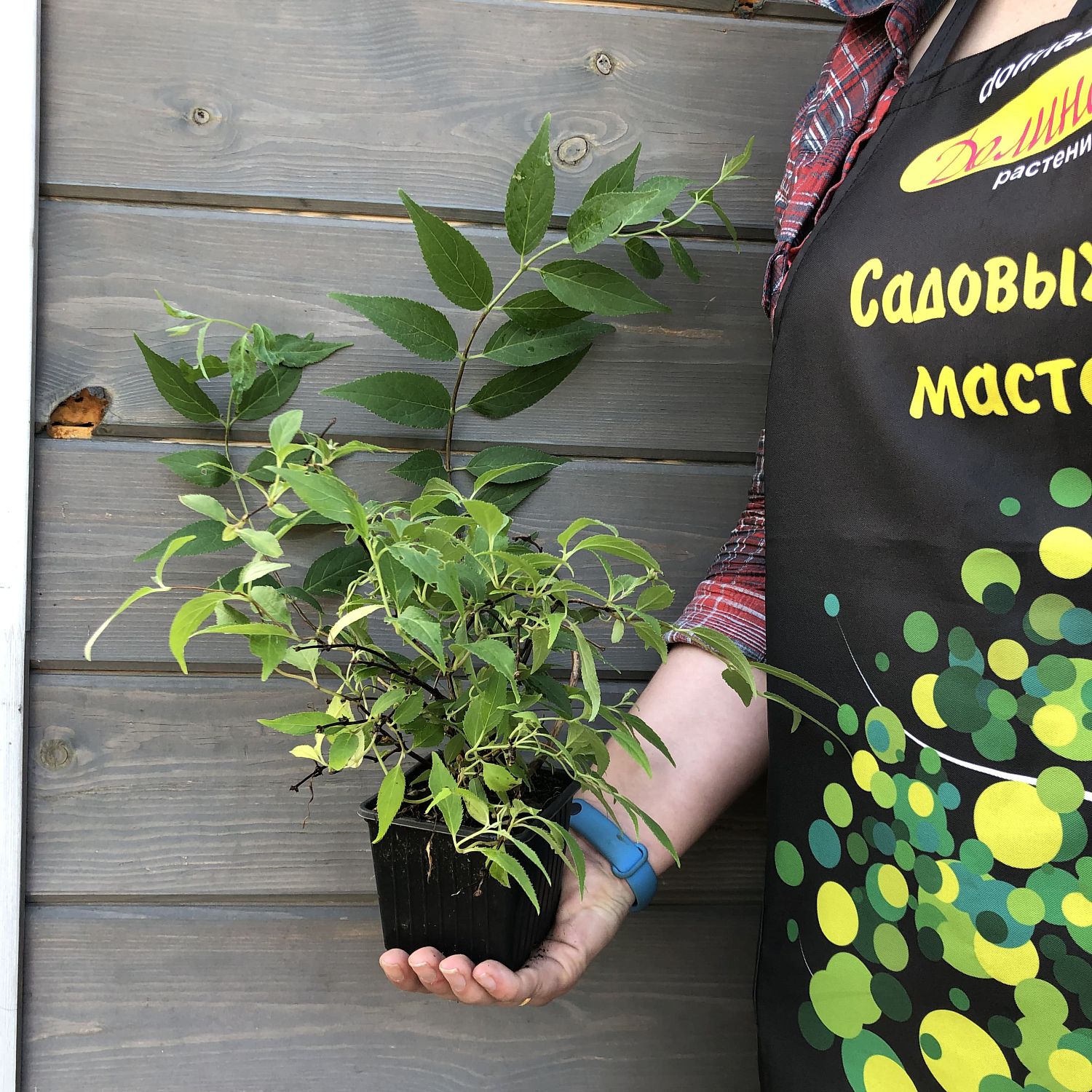 Дейция пурпурная Калмифлора Дейция пурпурная Калмифлора фото