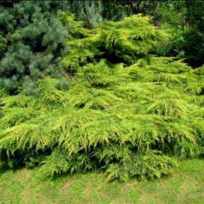 Можжевельник средний Голдкиссен, С3 - Dolina-Sad.Ru