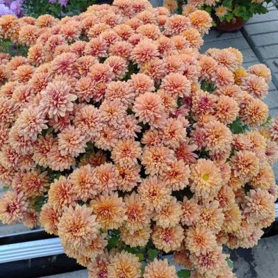 Хризантема мультифлора Персиковая - Dolina-Sad.Ru