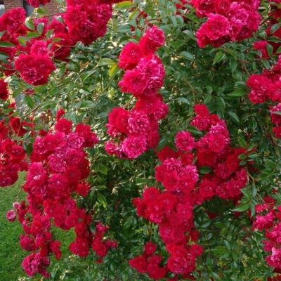 Роза Момо Роза Момо - Dolina-Sad.Ru