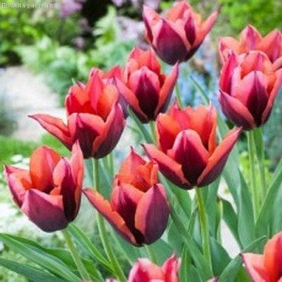 Тюльпан Мувота Тюльпан Мувота фото