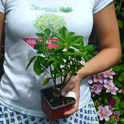 Шуазия тройчатая Шуазия тройчатая - Dolina-Sad.Ru