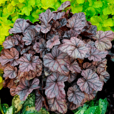 Гейхера Роуз Кварц , С1,5 фото