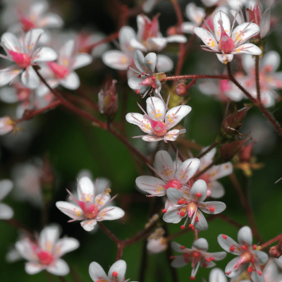 Камнеломка тенистая Ауреапунктата , P11 Камнеломка тенистая Ауреапунктата , P11 фото