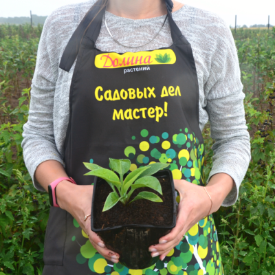 Хоста Баллет Пруф Хоста Баллет Пруф - Dolina-Sad.Ru