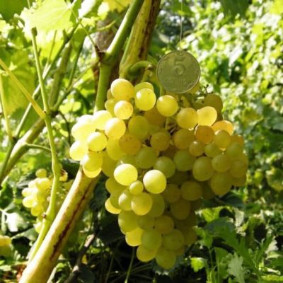 Виноград Злато фото