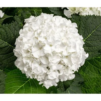 Гортензия крупнолистная Айс Бой, С2 - Dolina-Sad.Ru
