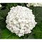 Гортензия крупнолистная Айс Бой, С2 - Dolina-Sad.Ru