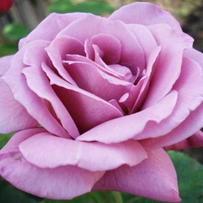 Роза Россион в горшке - Dolina-Sad.Ru