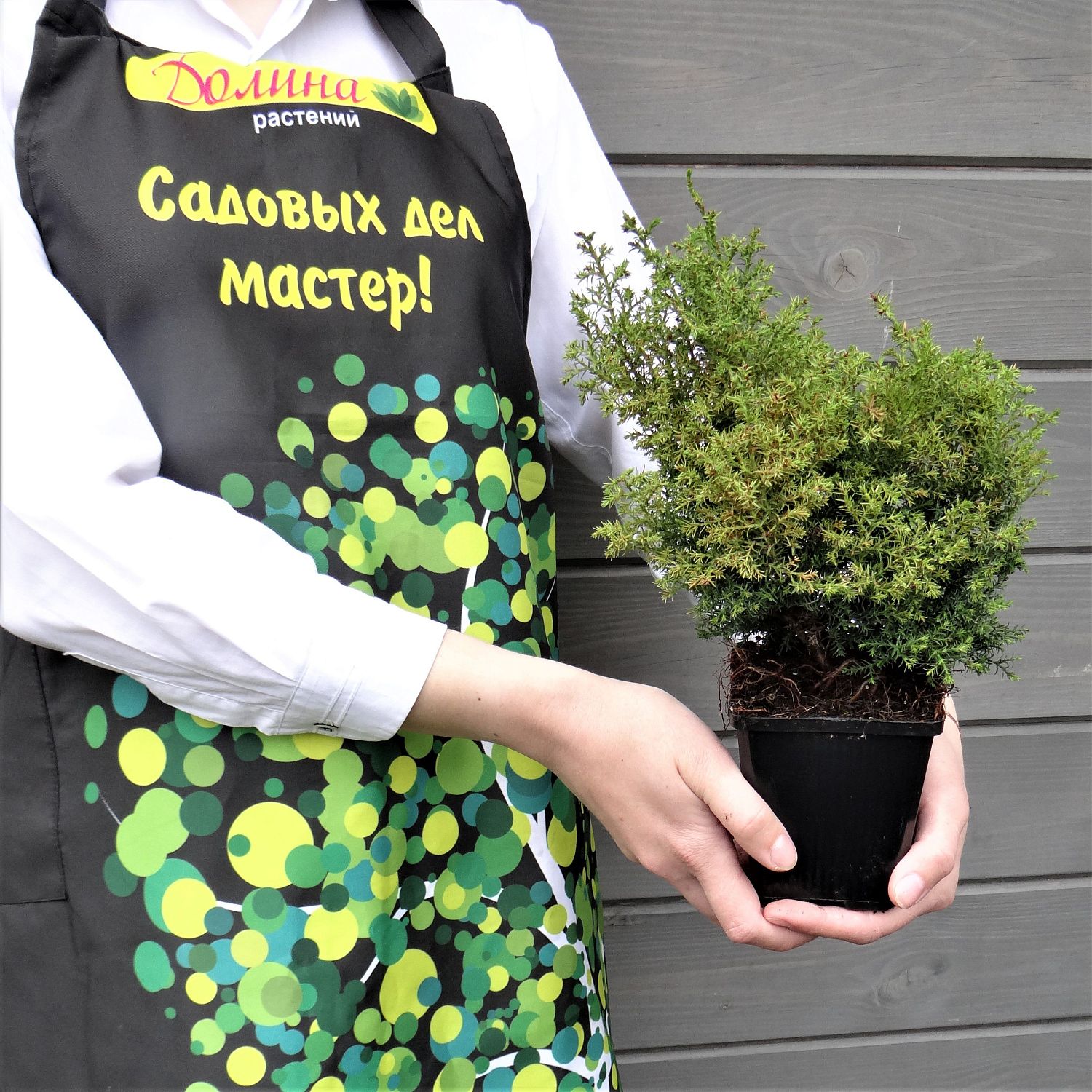 Кипарисовик туполистный Чабо Ядори Кипарисовик туполистный Чабо Ядори фото