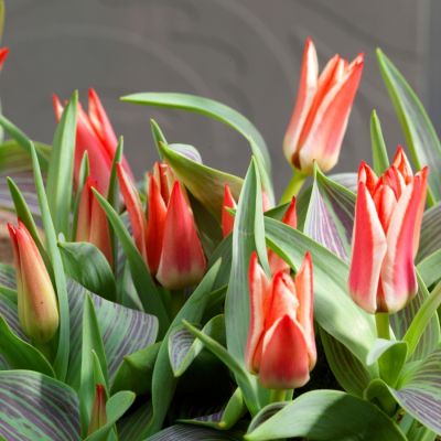 Тюльпан Плаисир Тюльпан Плаисир - Dolina-Sad.Ru