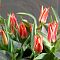 Тюльпан Плаисир Тюльпан Плаисир - Dolina-Sad.Ru