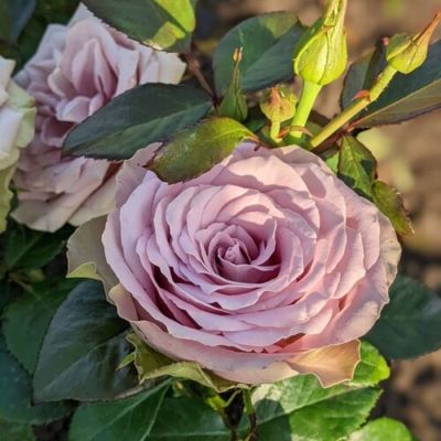 Роза Тиара Роза Тиара - Dolina-Sad.Ru