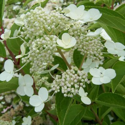 Гортензия метельчатая Дарлидо (Дартс Литл Дот) фото