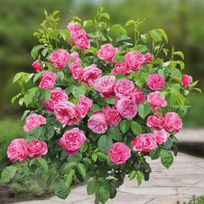 Роза штамбовая Леонардо - Dolina-Sad.Ru