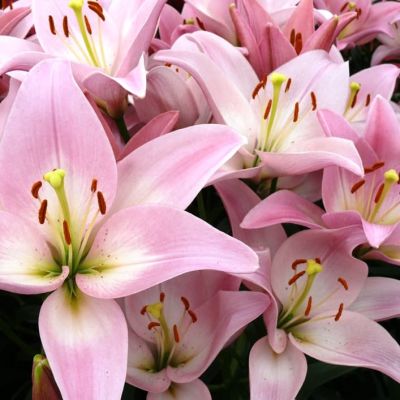 Лилия Пати Даймонд фото