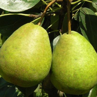 Груша Лагодная/Осенняя Груша Лагодная/Осенняя фото