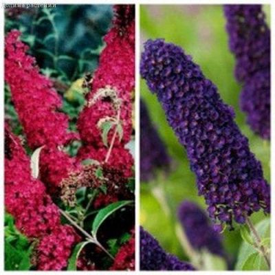 Комплект будлеи (Будлея Давида Блэк Найт + Роял Ред) Комплект будлеи (Будлея Давида Блэк Найт + Роял Ред) фото