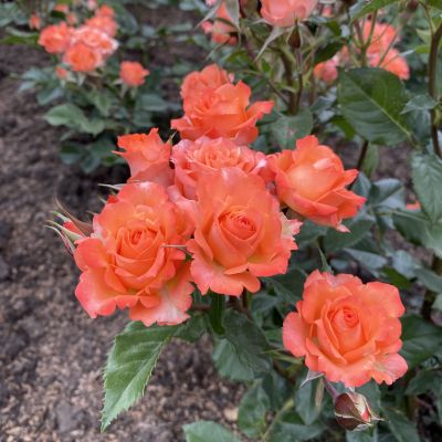 Роза Алегрия - Dolina-Sad.Ru