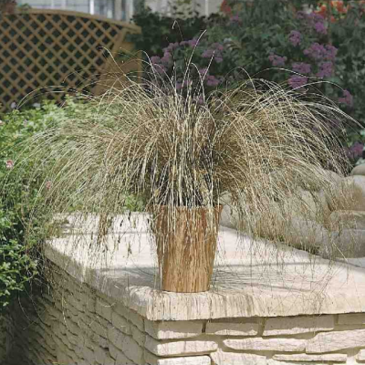 Осока власовидная Бронко Осока власовидная Бронко фото