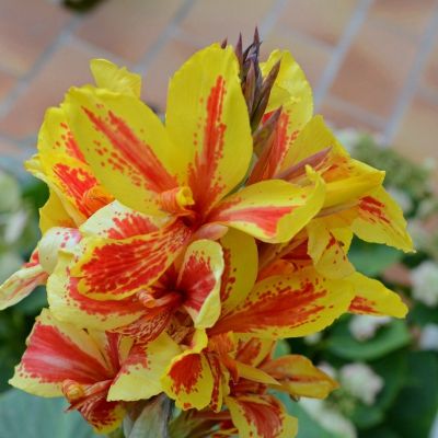 Канна Рейне Шарлотт - Dolina-Sad.Ru