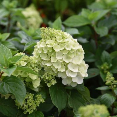 Гортензия метельчатая Мэджикал Мун Бланк - Dolina-Sad.Ru