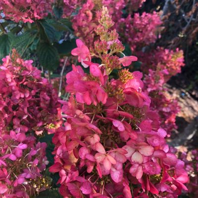 Гортензия метельчатая Петит Лантерн, С3 - Dolina-Sad.Ru