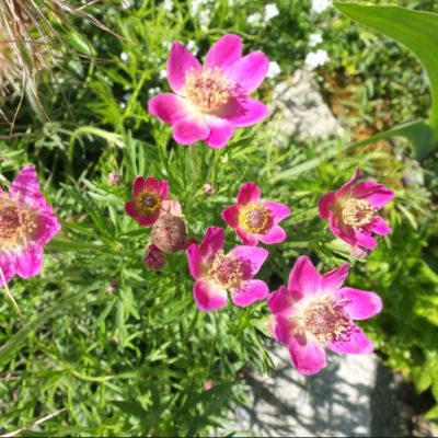 Анемона Аннабелла Дип Роуз Анемона Аннабелла Дип Роуз - Dolina-Sad.Ru