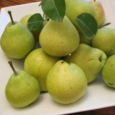 Груша Октябрьская Груша Октябрьская - Dolina-Sad.Ru