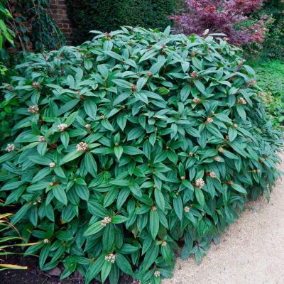 Калина Давида Калина Давида - Dolina-Sad.Ru