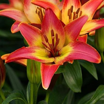 Лилия Форевер Саммер Лилия Форевер Саммер - Dolina-Sad.Ru